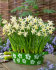 Нарцисс Элка (Narcissus mini trumpet Elka), 15 шт (разбор 8/10)