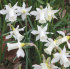 Нарцисс Элка (Narcissus mini trumpet Elka), 15 шт (разбор 8/10)