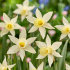 Нарцисс Элка (Narcissus mini trumpet Elka), 15 шт (разбор 8/10)