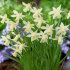 Нарцисс Элка (Narcissus mini trumpet Elka), 15 шт (разбор 8/10)