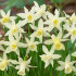 Нарцисс Элка (Narcissus mini trumpet Elka), 15 шт (разбор 8/10)