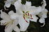 Лилия восточная Риалто (Rialto) = Snow Queen, 1 шт