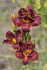 Лилейник Найт Эмберс (Hemerocallis Night Embers), 1 шт
