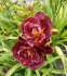 Лилейник Найт Эмберс (Hemerocallis Night Embers), 1 шт