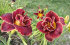 Лилейник Найт Эмберс (Hemerocallis Night Embers), 1 шт