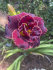 Лилейник Найт Эмберс (Hemerocallis Night Embers), 1 шт