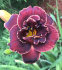 Лилейник Найт Эмберс (Hemerocallis Night Embers), 1 шт