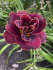 Лилейник Найт Эмберс (Hemerocallis Night Embers), 1 шт
