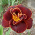 Лилейник Найт Эмберс (Hemerocallis Night Embers), 1 шт
