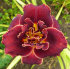 Лилейник Найт Эмберс (Hemerocallis Night Embers), 1 шт