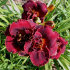 Лилейник Найт Эмберс (Hemerocallis Night Embers), 1 шт