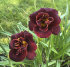 Лилейник Найт Эмберс (Hemerocallis Night Embers), 1 шт