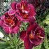 Лилейник Найт Эмберс (Hemerocallis Night Embers), 1 шт