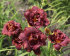 Лилейник Найт Эмберс (Hemerocallis Night Embers), 1 шт