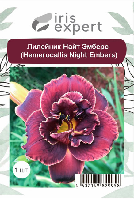 Лилейник Найт Эмберс (Hemerocallis Night Embers), 1 шт