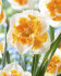 Нарцисс Лав Колл (Narcissus Love Call), 5 шт (разбор 12/14)