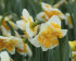 Нарцисс Лав Колл (Narcissus Love Call), 5 шт (разбор 12/14)