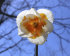 Нарцисс Лав Колл (Narcissus Love Call), 5 шт (разбор 12/14)