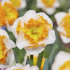 Нарцисс Лав Колл (Narcissus Love Call), 5 шт (разбор 12/14)
