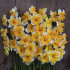 Нарцисс Лав Колл (Narcissus Love Call), 5 шт (разбор 12/14)