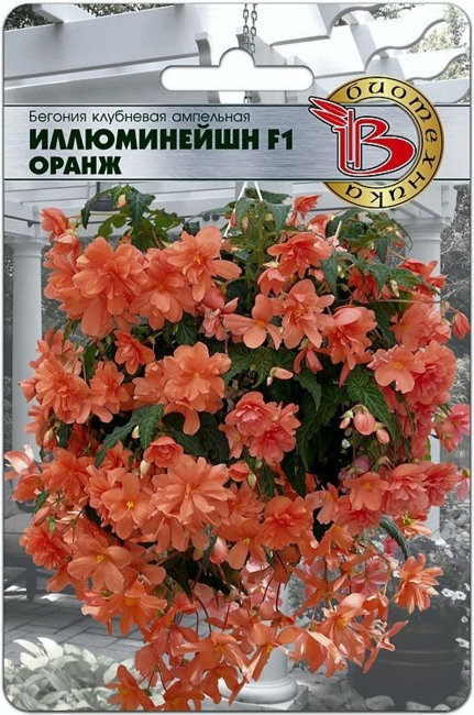 Бегония ампельная Иллюминейшн F1 Оранж, 8 шт семян