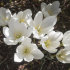 Колхикум Альбум (Colchicum autumnale Album), 1 шт (разбор 16/18)