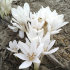Колхикум Альбум (Colchicum autumnale Album), 1 шт (разбор 16/18)
