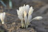 Колхикум Альбум (Colchicum autumnale Album), 1 шт (разбор 16/18)