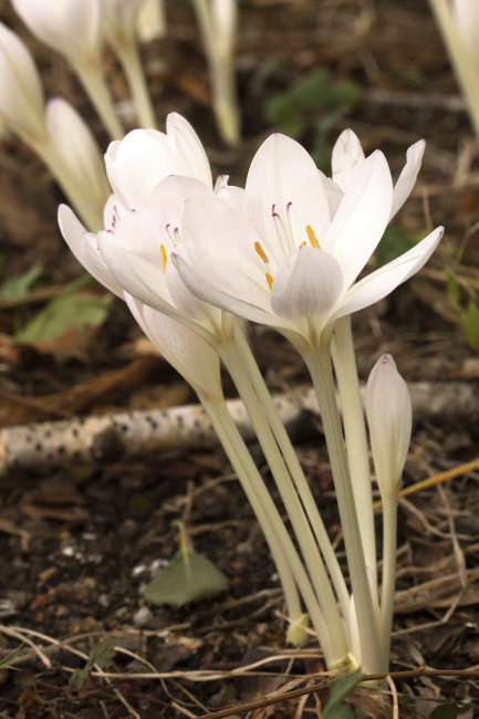 Колхикум Альбум (Colchicum autumnale Album), 1 шт (разбор 16/18)