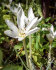 Колхикум Альбум (Colchicum autumnale Album), 1 шт (разбор 16/18)