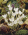Колхикум Альбум (Colchicum autumnale Album), 1 шт (разбор 16/18)