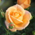 Роза Эприкот Клементина (Apricot Clementine)