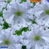 Фриллитуния Снежинка F1 бахромчатая, 10 шт семян