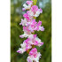 Гладиолус Орхид Лейс (Орхидейные кружева), 5 шт