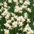 Нарцисс Белл Сонг (Narcissus Bell Song), 5 шт (разбор 12/14)