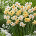 Нарцисс Белл Сонг (Narcissus Bell Song), 5 шт (разбор 12/14)