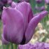 Тюльпан Блю Эмабль (Tulipa Blue Aimable), 10 шт (разбор 12/14)