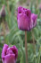 Тюльпан Блю Эмабль (Tulipa Blue Aimable), 10 шт (разбор 12/14)