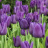 Тюльпан Блю Эмабль (Tulipa Blue Aimable), 10 шт (разбор 12/14)