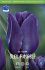Тюльпан Блю Эмабль (Tulipa Blue Aimable), 10 шт (разбор 12/14)
