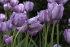 Тюльпан Блю Эмабль (Tulipa Blue Aimable), 10 шт (разбор 12/14)