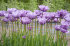 Тюльпан Блю Эмабль (Tulipa Blue Aimable), 10 шт (разбор 12/14)