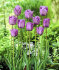 Тюльпан Блю Эмабль (Tulipa Blue Aimable), 10 шт (разбор 12/14)