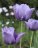 Тюльпан Блю Эмабль (Tulipa Blue Aimable), 10 шт (разбор 12/14)