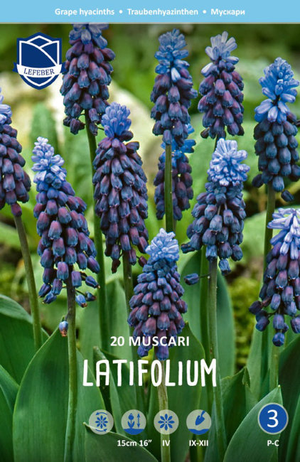 Мускари Латифолиум (Muscari latifolium), 20 шт (разбор 7/8)