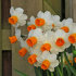 Нарцисс Оранж Комет (Narcissus Orange Comet), 5 шт (разбор 12/14)