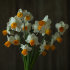 Нарцисс Оранж Комет (Narcissus Orange Comet), 5 шт (разбор 12/14)