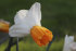 Нарцисс Оранж Комет (Narcissus Orange Comet), 5 шт (разбор 12/14)