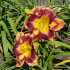Лилейник Отэм Консерто (Hemerocallis Autumn Concerto), 1 шт