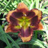 Лилейник Отэм Консерто (Hemerocallis Autumn Concerto), 1 шт
